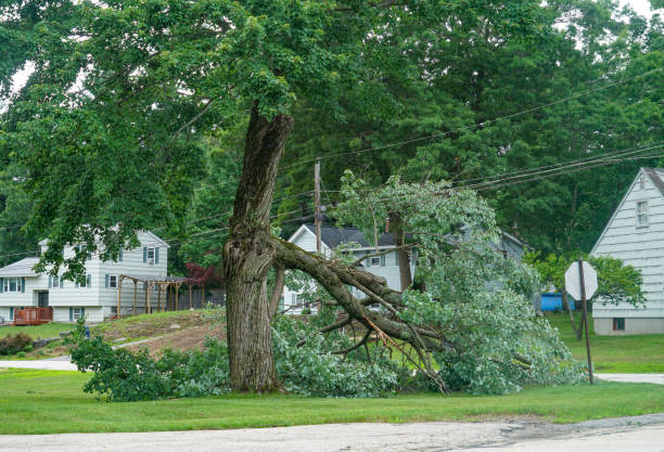 Trusted Osceola, AR Tree Care  Experts